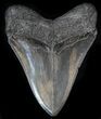 Nice, Megalodon Tooth - South Carolina #36174-1